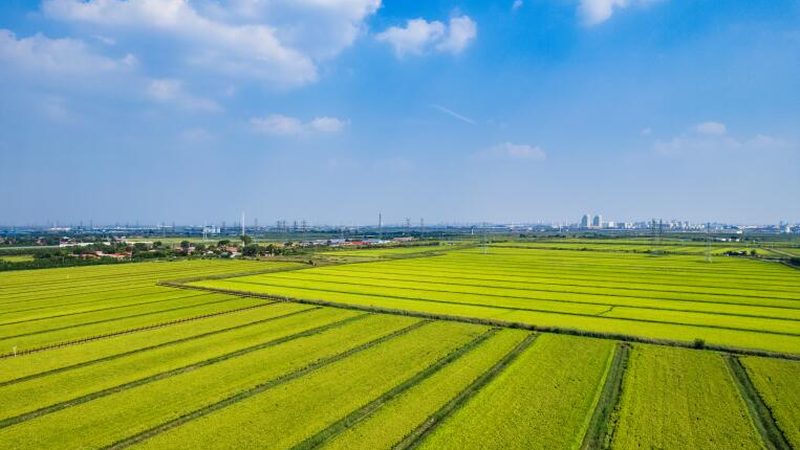 山东粮食种植机械化设备：助力农业现代化的关键一环