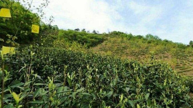 山东农资批发市场采购指南