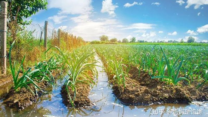 大棚保温被安装步骤详解：确保冬季蔬菜生长无忧